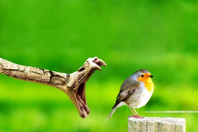 Green Birds Snakes Snake Bird High Quality Images Hd Wallpapers ...