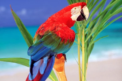 High Definition Parrot Wallpapers For Free Download