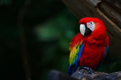 Cute Parrots Wallpapers For Desktop
