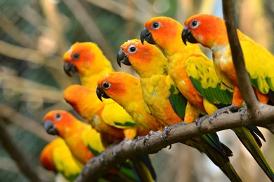 Beautiful Parrots Wallpapers
