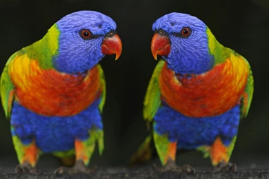 High Definition Parrot Wallpapers For Free Download