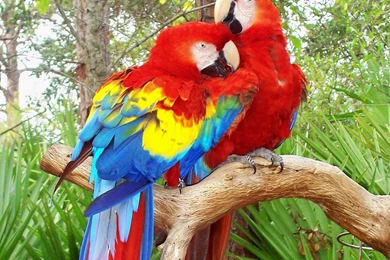 Parrot Desktop Wallpapers