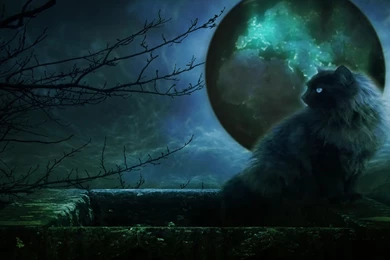 Dreamscene.org   Gallery/Download   Free Dreamscenes, Video Loops ...