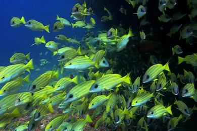 DreamScene Video Wallpapers 2.59   Free Download