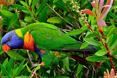 Parrot Wallpapers