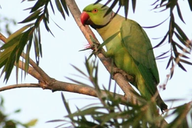 Beautiful Green Parrots Wallpapers