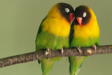 Birds Wallpapers & Birds Pictures HD Wallpapers New Colleciton