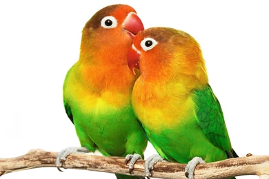 Parrot Computer Wallpapers, Desktop Backgrounds