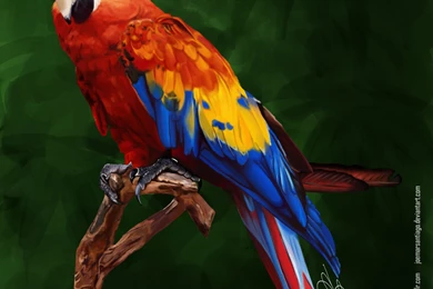 Colorful Parrots Wallpapers Wallpaper.