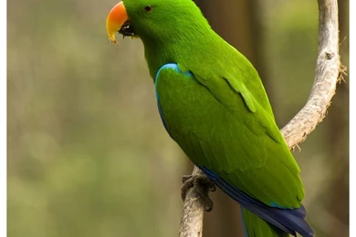 Types Of Green Parrots   Wallpaper.