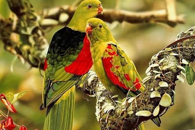 Colorful Birds Parrots
