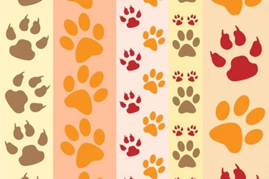 Paw Prints Backgrounds Free Stock Photo   Public Domain Pictures