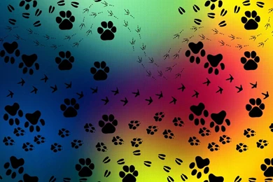 Paw print pattern 26871 1920x1080   Walkabout Pet Care Sunshine ...