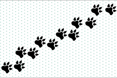 Dog Paw Print Images   HD Wallpapers Lovely