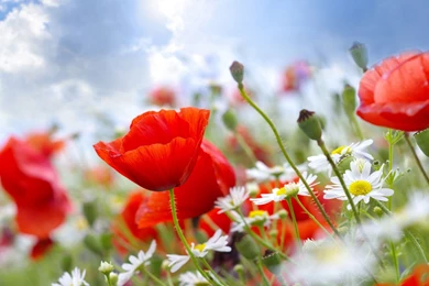 Summer Flowers Wallpapers