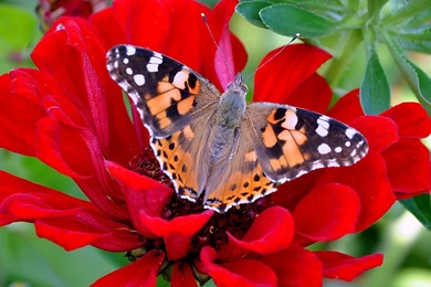 Flower Wallpapers For Desktop Free Download   Wallpapers HD Base