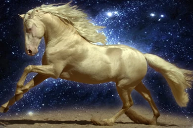 Horse Hd Wallpapers 1600x900