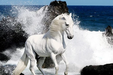 Black Horse Hd Wallpapers