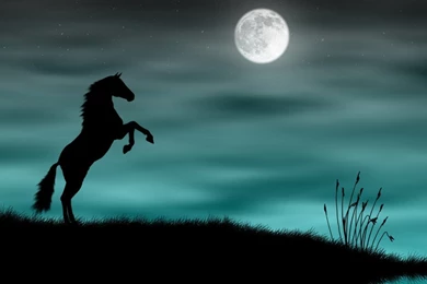 Black Horse Mobile Wallpapers 2353   Amazing Wallpaperz