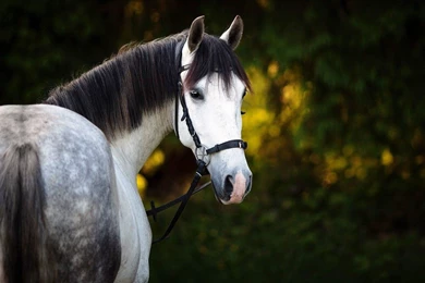 The White Horse HD High Definition Wallpapers   Wallpapers109 A ...