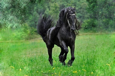 Black Horse HD Resolution Wallpapers   Mbagusi.com