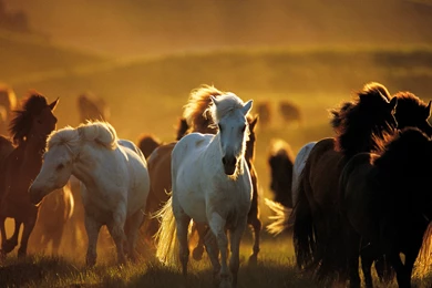 Group Of Horse Hd Free Desktop Wallpapers