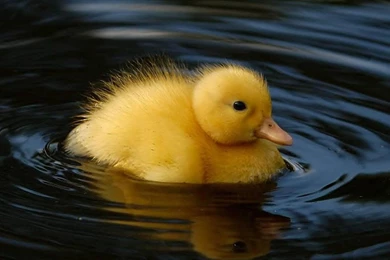 Duck HD Wallpapers   HD Wallpapers Inx