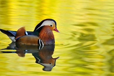 Mandarin Duck On The Lake Wallpapers 25210