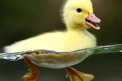 Duck Desktop Wallpapers   Wallpapers