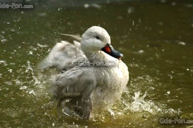 418090_utka_ptica_voda_vsplesk_bryzgi_1680x1050_www.Gde Fon.com.jpg