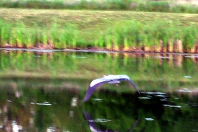 Birds: Heron Animal Water Duck Nature Bird SAM Free Desktop ...