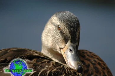 Drake Duck Desktop Wallpapers   The Sports Globe