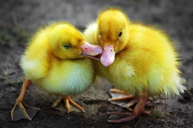 Ducks: Sweet Dreams Good Morning Sweetheart Yellow Tender ...