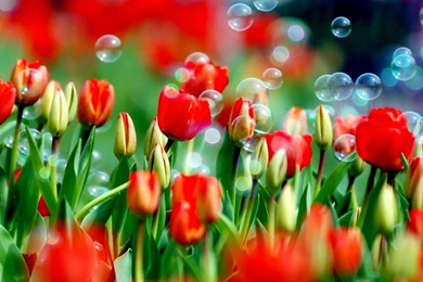 LIFE IS BEAUTIFUL WALLPAPER   (