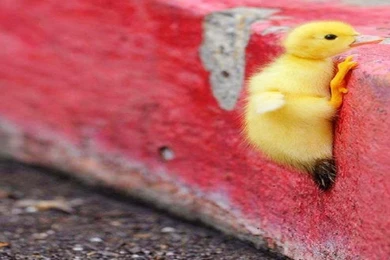 Perseverance 1243444 Wallpapers   (