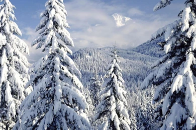 Snow Covered Evergreens Mt Hood Oregon 1230862 Wallpapers (