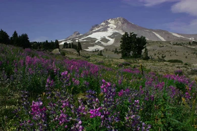 Nature Pic Of The Day 2009 08 08 Mt. Hood In Summer