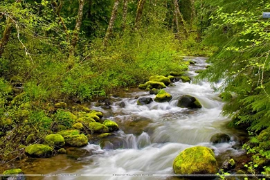 Still Creek, Mount Hood National Forest, Oregon Wallpapers