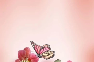 Android Live Wallpapers Butterfly Live Wallpapers