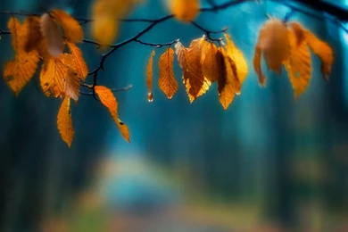 Leaf Landscape 1440x1280 Samsung Galaxy Nexus 2 Wallpapers ...