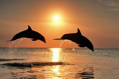 Dolphin Backgrounds   Wallpapers Cave