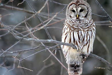 9846) Winter Owl HD Desktop Wallpapers   WalOps.com