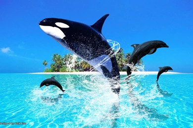 Dolphin Jumping HD Desktop Wallpapers : Widescreen : High ...