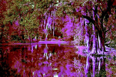 MYSTIQUE FOREST LAKE WALLPAPER   (