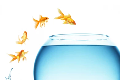 Download Wallpapers 3840x2160 Fish, Jump, Change, Aquariums, White ...