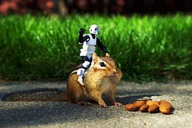 Chipmunks Funny HD WallpapersHD Wallpapertec