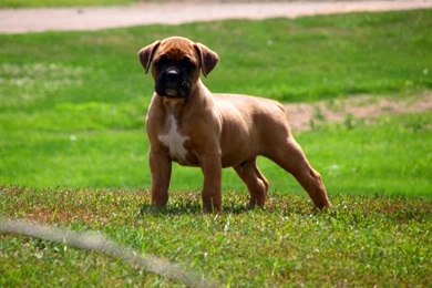 39 Beautiful Boxer Dog Pictures And Images