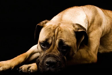 Wallpapers: Boxer Dog Wallpapers