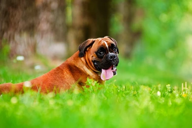 Boxer Dog HD Wallpapers