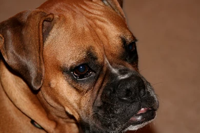 Desktop pics of boxer dogs download.jpg